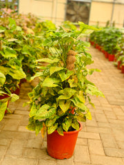 Syngonium heart Leaf