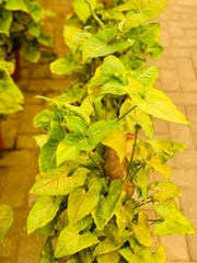 Syngonium heart Leaf