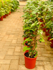 Syngonium Variegated