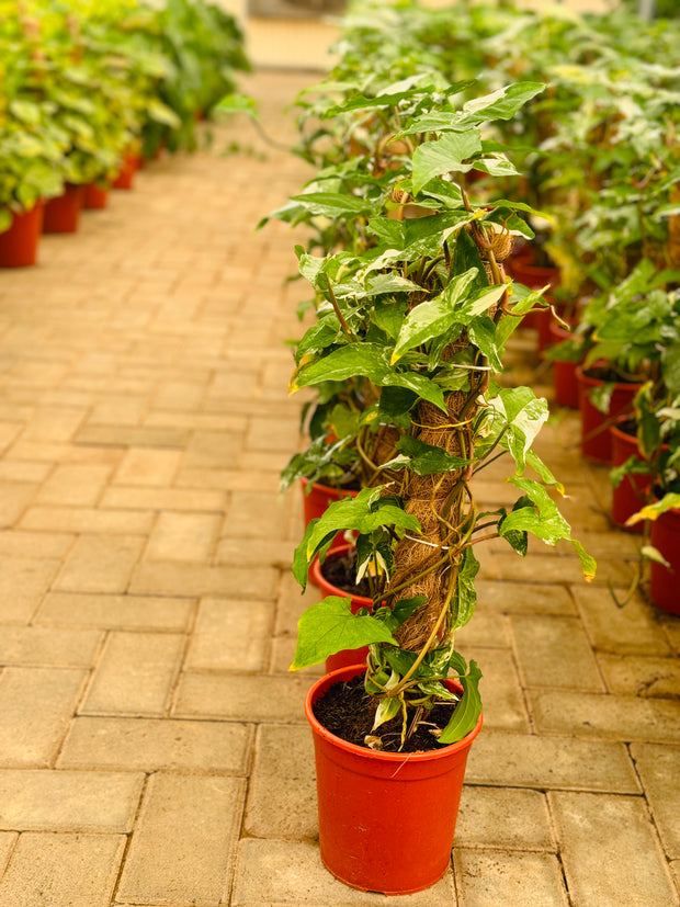 Syngonium Variegated