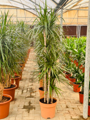 Dracaena Marginata XL (Holland)