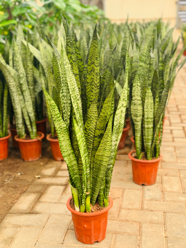 Sansevieria (گیاه مار)