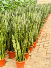 Sansevieria (گیاه مار)