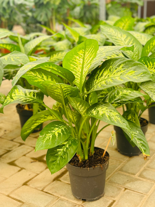 Diffenbachia (Dumb Cane) (Holland)