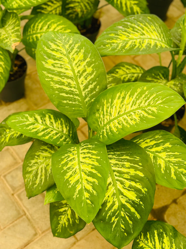 Diffenbachia (Dumb Cane) (Holland)