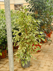 Ficus Benjamia Starlight