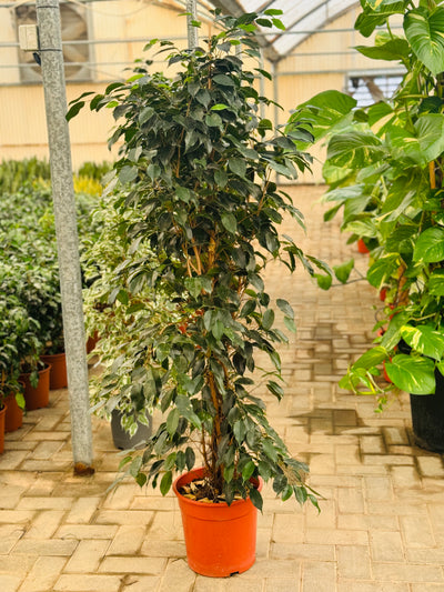 Ficus Benjamina Green (Holland)