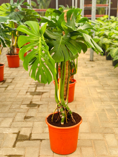 Monstera Deliciosa Jumbo Leaves