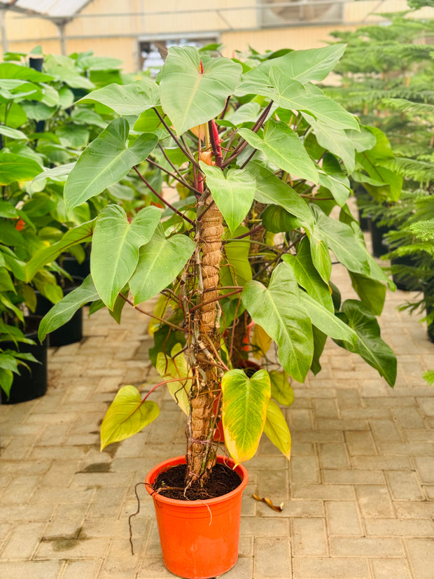 برگ های بزرگ Philodendron Erubescens