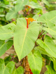 Philodendron Erubescens Big Leaves