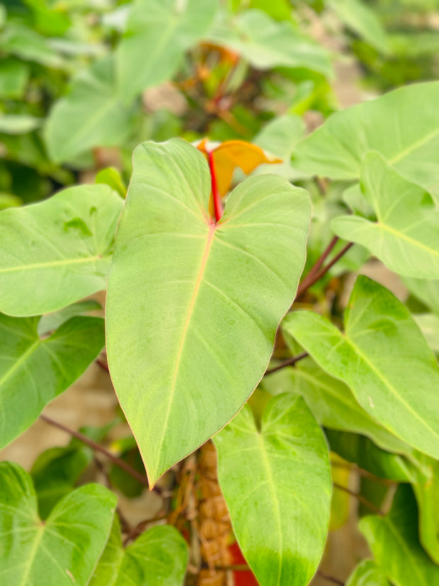 برگ های بزرگ Philodendron Erubescens