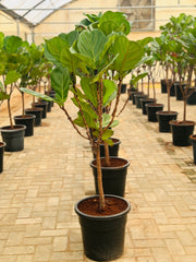 Ficus Lyrata شکل درخت تک ساقه