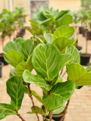 Ficus Lyrata شکل درخت تک ساقه