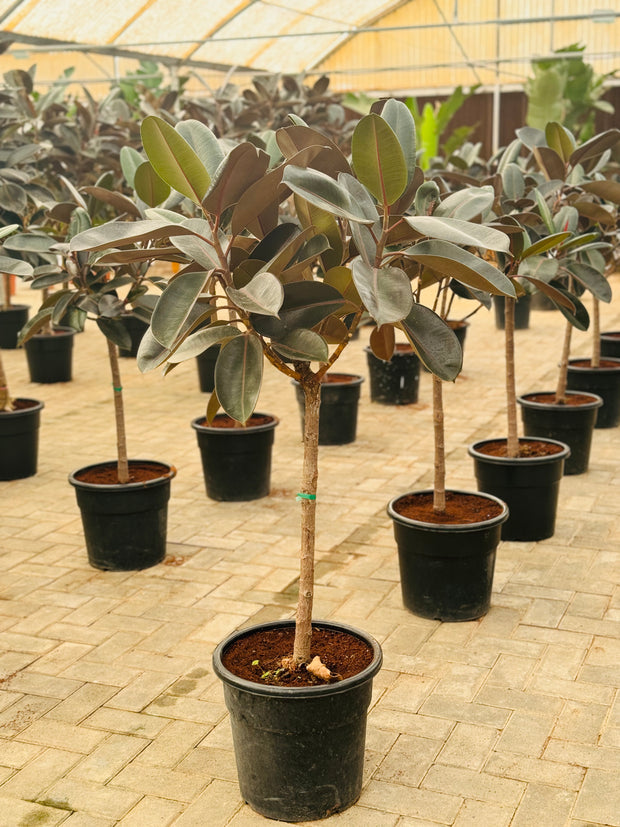 Ficus Elastica Single Stem Tree Shape