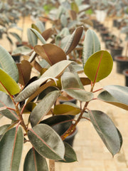 Ficus Elastica Single Stem Tree Shape