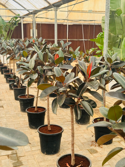 Ficus Elastica Single Stem Tree Shape