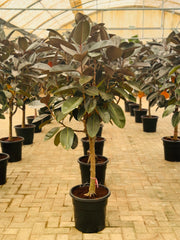 Ficus Elastica Tree Shape