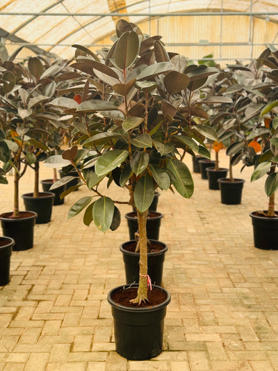 Ficus Elastica Tree Shape