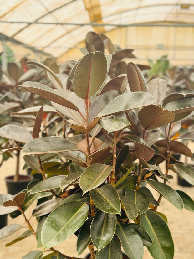 Ficus Elastica Tree Shape