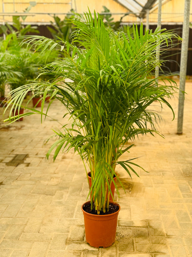 Areeca Palm (Holland)