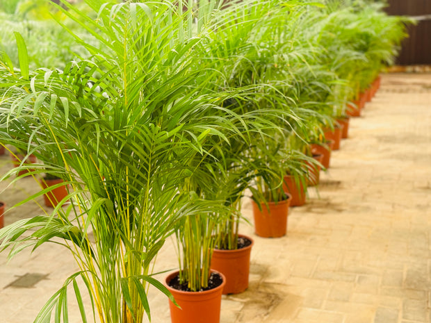 Areeca Palm (Holland)