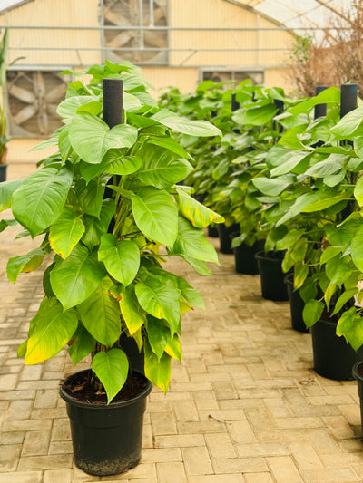 Chinese Money Plant