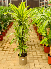 Dracaena fragrans لیمو لیمو