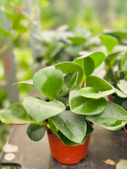 Peperomia Obtusifolia 10-20 سانتی متر