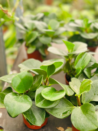 Peperomia Obtusifolia 10-20 سانتی متر