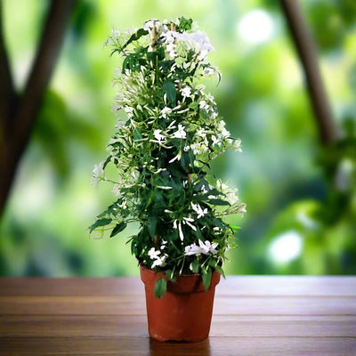 Jasminum Grandiflora