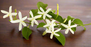 Jasminum Grandiflora