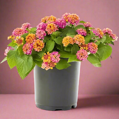 Lantana Camara Pink