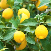 Lemon Tree, Citrus Lemon