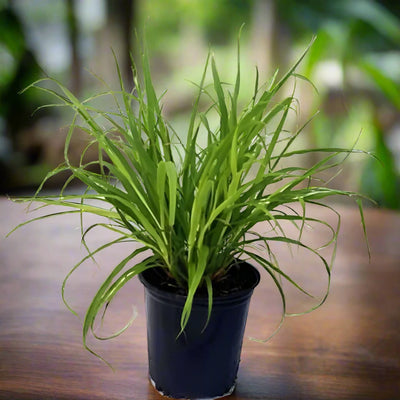 Lemon Grass, Cymbopogon Citratus