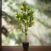 Lemon Tree, Citrus Lemon