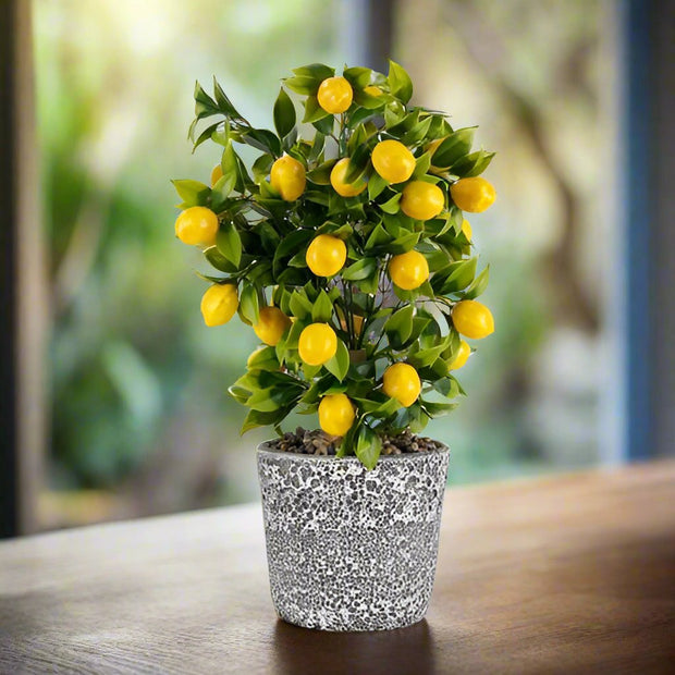 Lemon Tree, Citrus Lemon