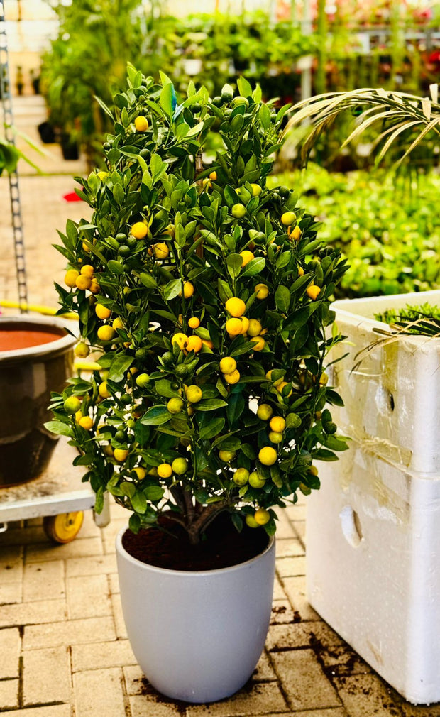 Citrus Microcarpa Lime in Ceramic Pot 120CM