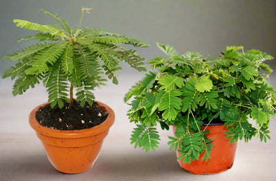 Mimosa Pudica