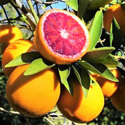 Citrus sinensis Moro، درخت پرتقال خونی