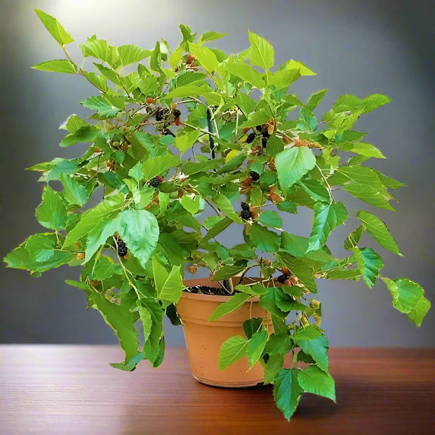 Mulberry Tree, Morus Alba