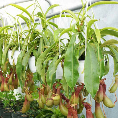 Monkey Jars (Nepenthes Hanging Plants)
