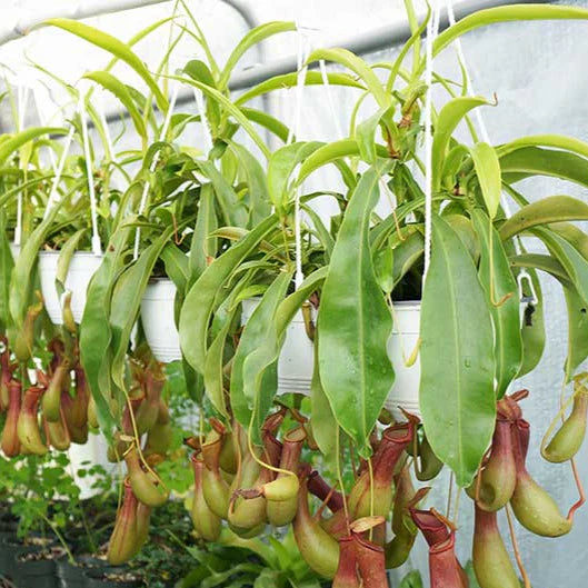 Monkey Jars (Nepenthes Hanging Plants)