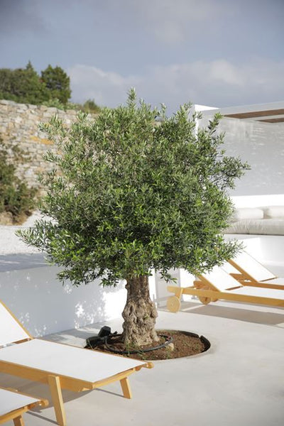 Mature Olive Tree