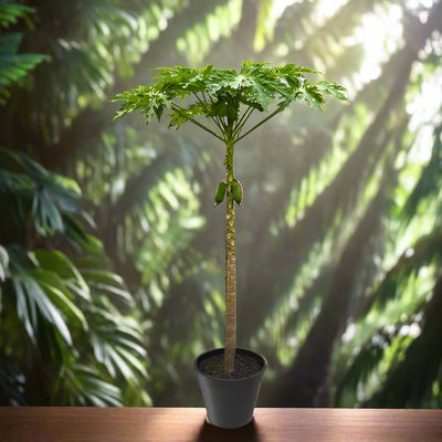 Papaya Tree, Carica Papaya, شجرة البابايا