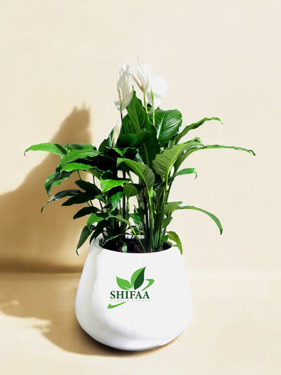 Peace Lilly with White Pot