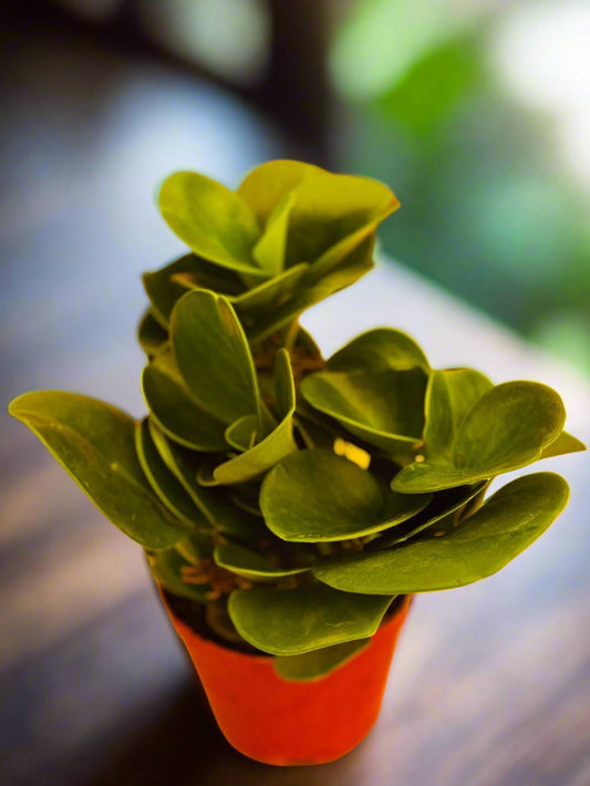 Peperomia