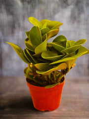 Peperomia