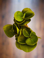 Peperomia