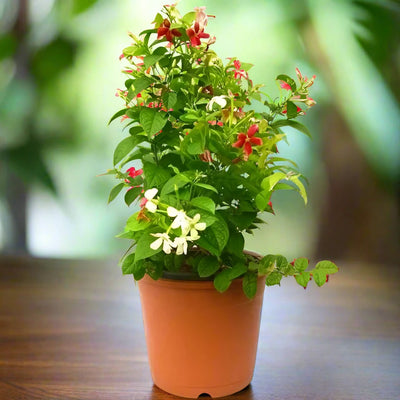 Rangoon Creeper, Quisqualis Indica, Red Jasmine