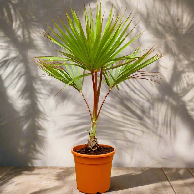 Red Latan Palm, Latania Lontaroides